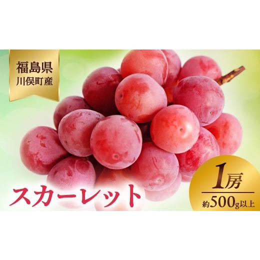 ふるさと納税 果物類 ぶどう 福島県 川俣町 川俣町産 スカーレット 1房 約500g以上 ぶどう ブドウ 葡萄 デザート フルーツ 果物 くだもの 果実 食品