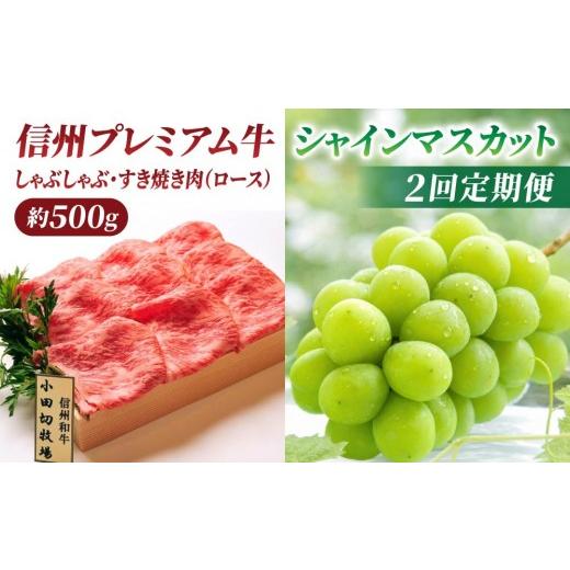 ふるさと納税 ぶどう マスカット 長野県 東御市 2回定期便 信州プレミアム牛(しゃぶしゃぶ・すき焼き肉ロース 500g)・シャインマスカット 2房| 小田切牧場…