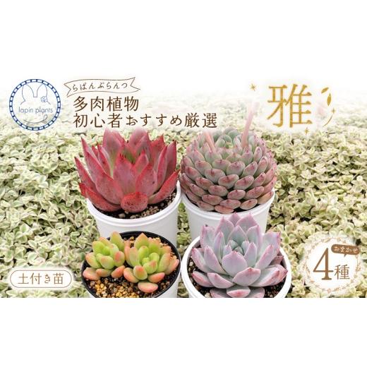 ふるさと納税 雑貨・日用品 苗木 静岡県 三島市 多肉植物 雅 らぱんぷらんつ 初心者さんおすすめ厳選4種 土付き苗 おまかせ 多肉 植物 花 季節の多肉 詰め合わ…