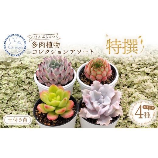 ふるさと納税 雑貨・日用品 苗木 静岡県 三島市 多肉植物 特撰 らぱんぷらんつ コレクションアソート4種 土付き苗 おまかせ 多肉 植物 花 季節の多肉 詰め合わ…