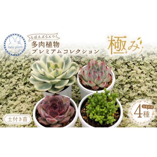 ふるさと納税 雑貨・日用品 苗木 静岡県 三島市 多肉植物 極み らぱんぷらんつ プレミアムコレクション4種 土付き苗 おまかせ 多肉 植物 花 季節の多肉 詰め合…