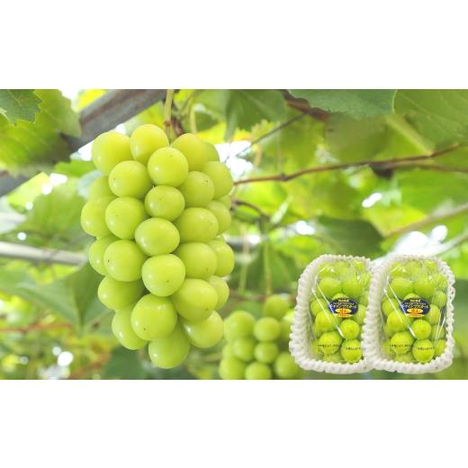 ふるさと納税 ぶどう マスカット 岡山県 美咲町 全2回定期便 晴れの国岡山のシャインマスカット晴王 各回1房 ( 約600g以上 ) 化粧箱入り ぶどう ブドウ 葡…