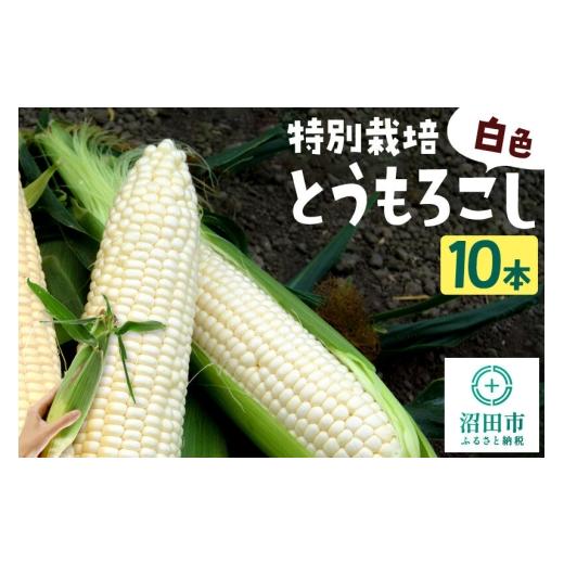ふるさと納税 とうもろこし 群馬県 沼田市 沼田市産 特別栽培のとうもろこし 10本 白色 ホイップコーンまたはロイシーコーン 白い とうもろこし トウモロコシ …