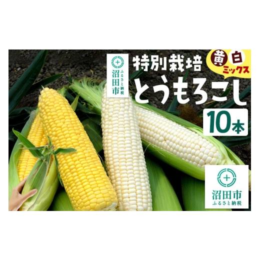 ふるさと納税 とうもろこし 群馬県 沼田市 沼田市産 特別栽培のとうもろこし 10本 黄色・白色ミックス 黄色い 白い とうもろこし トウモロコシ ごーるどらっし…