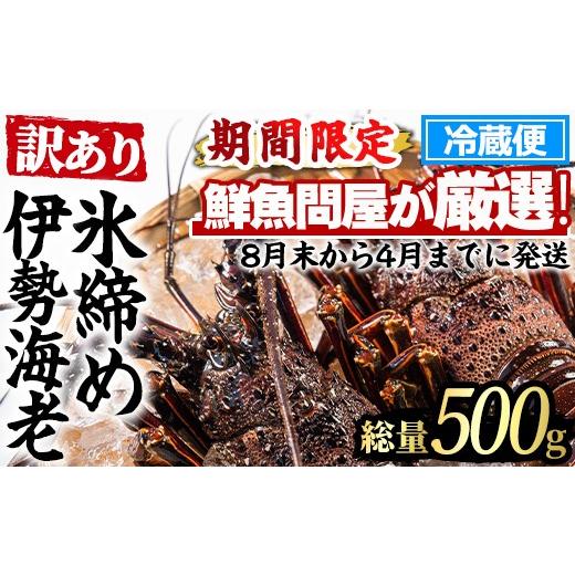 ふるさと納税 エビ 伊勢エビ 鹿児島県 東串良町 0173208a 訳あり 朝獲れ発送 鮮魚問屋が厳選した氷締め伊勢海老(1〜2尾・総量500g以上) 伊勢エビ 伊勢えび 刺…