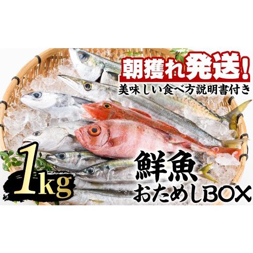 ふるさと納税 旬の鮮魚等 鹿児島県 東串良町 0103213a 朝獲れ発送 鮮魚問屋が厳選した『鮮魚おためしBOX』(約1kg程度) 魚 魚介類 鮮魚 海鮮 詰め合わせ セッ…