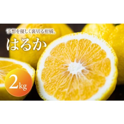 ふるさと納税 果物類 みかん 愛媛県 松山市 はるか 家庭用 2kg 2027年2月上旬頃から順次発送 | みかん ミカン mikan 蜜柑 訳ありフルーツ 柑橘 果物 おすすめ…