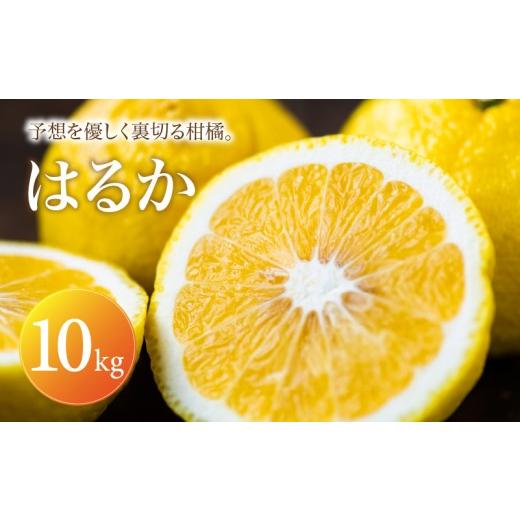 ふるさと納税 果物類 みかん 愛媛県 松山市 はるか 家庭用 10kg 2027年2月上旬頃から順次発送 | みかん ミカン mikan 蜜柑 訳ありフルーツ 柑橘 果物 おすす…