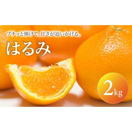 ふるさと納税 果物類 みかん 愛媛県 松山市 はるみ 家庭用 2kg 2027年2月中旬頃から順次発送 | みかん ミカン mikan 蜜柑 訳ありフルーツ 柑橘 果物 おすすめ…