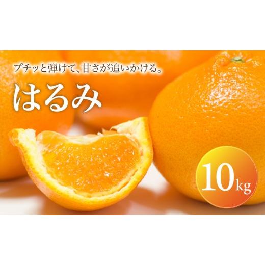 ふるさと納税 果物類 みかん 愛媛県 松山市 はるみ 家庭用 10kg 2027年2月中旬頃から順次発送 | みかん ミカン mikan 蜜柑 訳ありフルーツ 柑橘 果物 おすす…