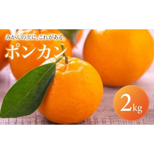ふるさと納税 果物類 みかん 愛媛県 松山市 ポンカン 家庭用 2kg 2027年1月中旬頃から順次発送 | ぽんかん みかん ミカン mikan 蜜柑 訳ありフルーツ 柑橘 果…