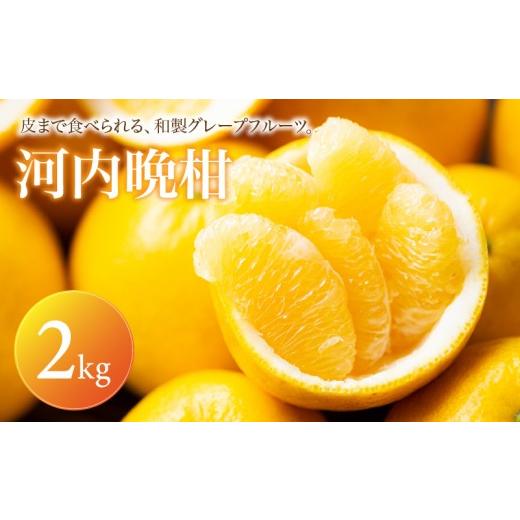 ふるさと納税 果物類 みかん 愛媛県 松山市 河内晩柑 家庭用 2kg 2027年4月上旬頃から順次発送 | みかん ミカン mikan 蜜柑 訳ありフルーツ 柑橘 果物 おすす…