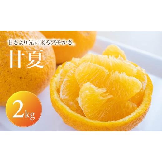 ふるさと納税 果物類 みかん 愛媛県 松山市 甘夏 家庭用 2kg 2027年3月中旬頃から順次発送 | みかん ミカン mikan 蜜柑 訳ありフルーツ 柑橘 果物 おすすめ お…