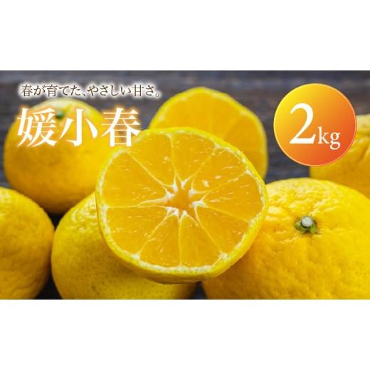 ふるさと納税 果物類 みかん 愛媛県 松山市 媛小春 家庭用 2kg 2027年1月下旬頃から順次発送 | みかん ミカン mikan 蜜柑 訳ありフルーツ 柑橘 果物 おすすめ …