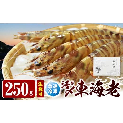 ふるさと納税 エビ 車エビ 熊本県 天草市 S187-001_生食可 活き〆急速冷凍車海老250g 250g