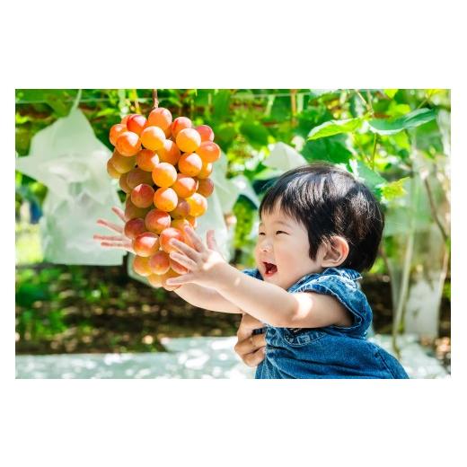ふるさと納税 ぶどう マスカット 山梨県 甲州市 クール配送 加温ハウス プレミアムサンシャインレッド 1房 合計800g以上 2026年発送 (MS) C1-120-1 サンシャ…