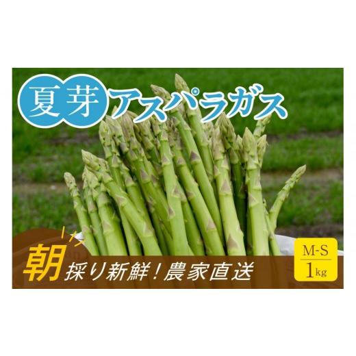 ふるさと納税 野菜類 アスパラガス 福岡県 大川市 2026年6月頃発送 朝採り 夏芽アスパラガス 1kg(M-Sサイズ)福岡県産 2026年