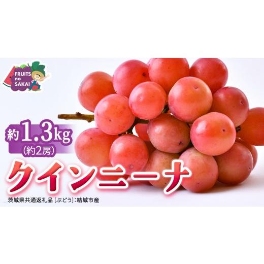 ふるさと納税 果物類 ぶどう 茨城県 つくばみらい市 クインニーナ 約1.3kg (約2房) 2026年8月より発送開始 (茨城県共通返礼品 ぶどう :結城市産) ぶどう …