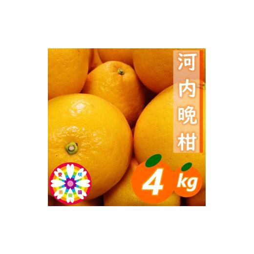 ふるさと納税 みかん・柑橘類 愛媛県 八幡浜市 愛咲果樹園「河内晩柑」約4kg 71-44