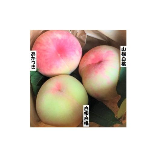 ふるさと納税 もも 岩手県 岩泉町 2026年7月下旬より順次発送 岩手県岩泉町産 桃2品種 食べくらべセット(1.5キロ) 1740705
