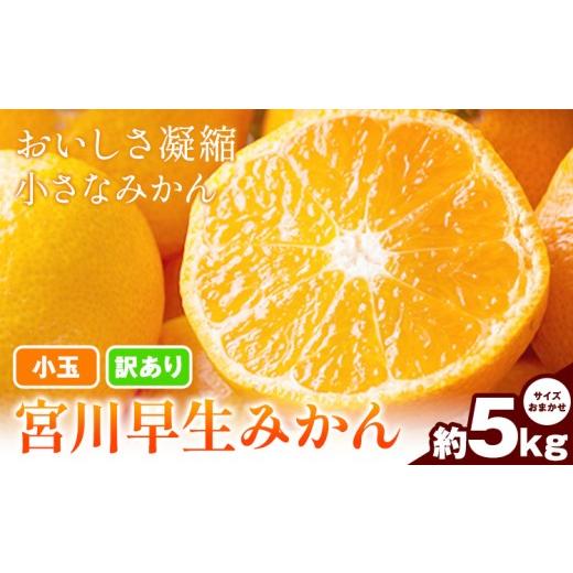 ふるさと納税 果物類 みかん 和歌山県 日高川町 小玉 宮川早生みかん 訳あり 約5kg (サイズおまかせ) うえやまファーム[2026年11月下旬-2027年1月上旬頃出荷…