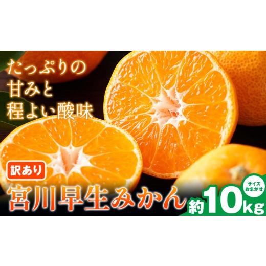 ふるさと納税 果物類 みかん 和歌山県 日高川町 宮川早生みかん訳あり 約10kg (サイズいろいろ) うえやまファーム[2026年11月下旬-2027年1月上旬頃出荷] 和…