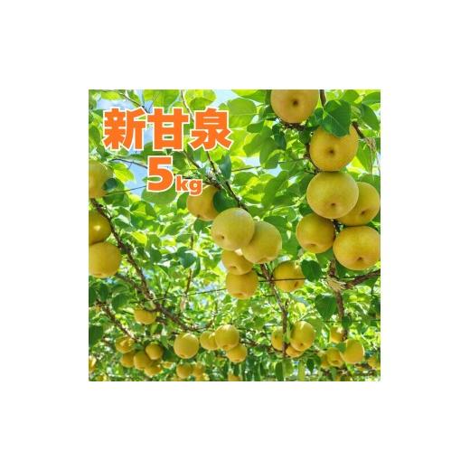 ふるさと納税 梨 鳥取県 湯梨浜町 361M.新甘泉5kg 東商果樹園