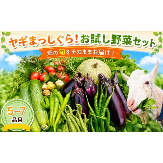 ふるさと納税 セット・詰合せ 石川県 羽咋市 お試し野菜セット 野菜セット(5~7品目)詰め合わせ 季節の野菜 旬野菜 詰合せ おまかせ 新鮮 セット みずみずしい…