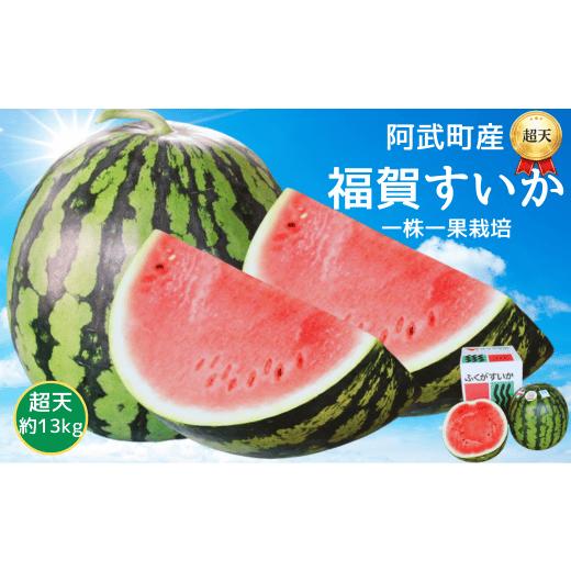 ふるさと納税 スイカ 山口県 阿武町 先行予約 福賀 すいか 超天 13kg 圧巻の超大玉&シャリシャリ食感 高糖度 山口県 阿武町産 1個(希少1株1玉栽培) 産地直…