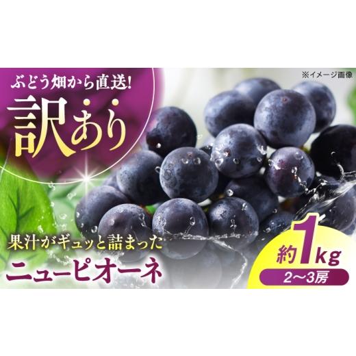 ふるさと納税 果物類 ぶどう 広島県 三次市 2026年先行予約 訳あり ニューピオーネ (約1kg/2から3房) 8月上旬から順次発送 ハウス栽培 ぶどう 果物 ピオー…