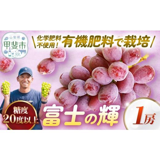 ふるさと納税 ぶどう 山梨県 甲斐市 山梨県甲斐市産 富士の輝 1房 葡萄 フルーツ 果物 山梨 ぶどう 高級 フルーツ ギフト フルーツ 富士の輝 ブドウ 葡萄 …