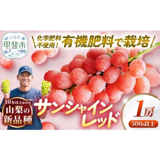 ふるさと納税 ぶどう 山梨県 甲斐市 山梨県オリジナル品種 サンシャインレッド 1房 葡萄 フルーツ 果物 山梨 ぶどう 高級 フルーツ ギフト フルーツ サンシ…