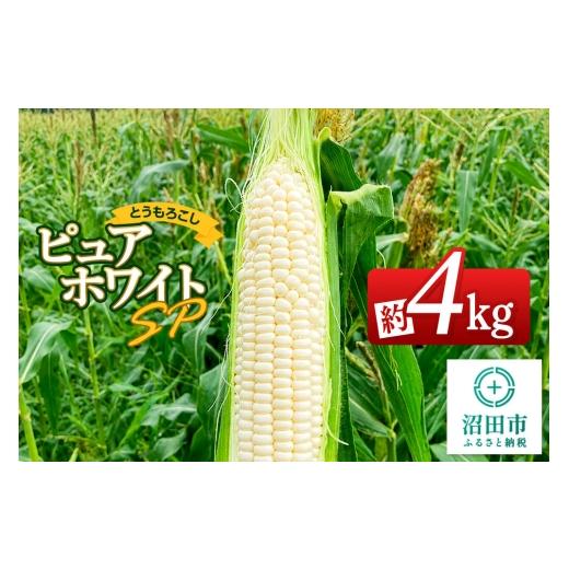 ふるさと納税 とうもろこし 群馬県 沼田市 [7月下旬〜9月上旬発送]とうもろこし ピュアホワイトSP 約4kg(8〜12本)山口いちご園