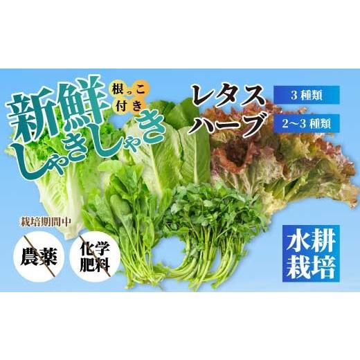 ふるさと納税 セット・詰合せ 広島県 三原市 野菜 セット レタス3種 ハーブ2〜3種 詰め合わせ サラダ やさい クレソン ルッコラ パセリ バジル ヘルシー 水耕…
