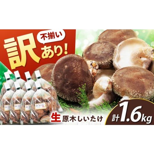 ふるさと納税 野菜類 きのこ 岐阜県 白川町 訳あり 不揃い 原木しいたけ 1.6kg(200g×8袋)椎茸 しいたけ シイタケ 訳あり 国産 岐阜 白川町 / 清水しいた…