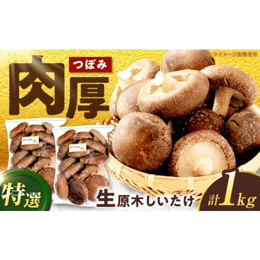ふるさと納税 野菜類 きのこ 岐阜県 白川町 1月から3月に順次発送 特選生しいたけ つぼみ 1kg(500g×2袋)椎茸 しいたけ シイタケ 生 国産 岐阜 白川町 / …