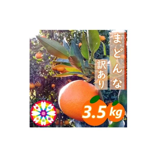 ふるさと納税 みかん・柑橘類 愛媛県 八幡浜市 先行受付 愛咲果樹園「まどんな」訳あり 約3.5kg 71-66