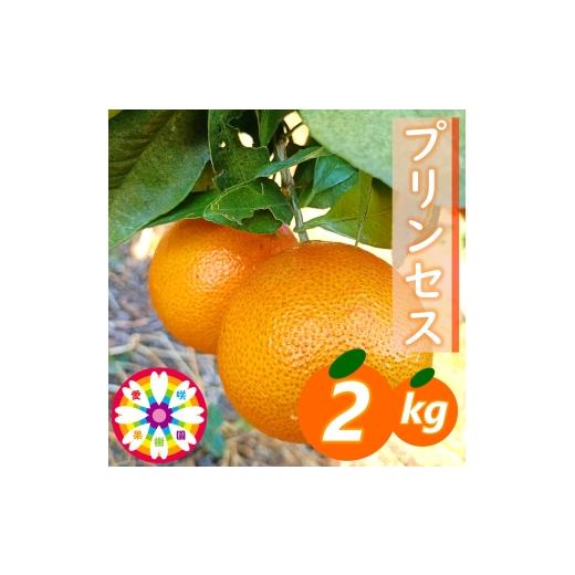 ふるさと納税 みかん・柑橘類 愛媛県 八幡浜市 先行受付 愛咲果樹園「プリンセス(愛果48号)」 紅プリンセスと同品種 約2kg 71-48