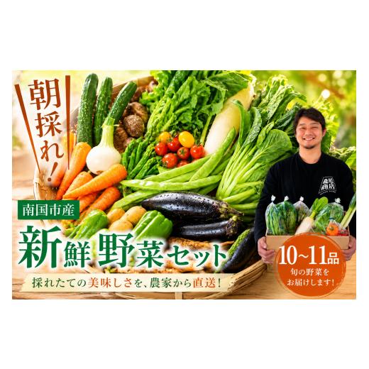 ふるさと納税 セット・詰合せ 高知県 南国市 先行予約 朝採れ新鮮 野菜セット(10〜11品) | 野菜セット 新鮮 野菜 人気 季節の野菜 おすすめ キャベツ きゅう…