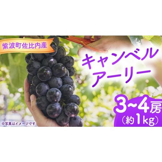 ふるさと納税 果物類 ぶどう 岩手県 紫波町 ぶどう キャンベルアーリー 1kg (3〜4房) 紫波町佐比内産 ぶどう 葡萄 ブドウ キャンベル 先行予約 フルーツ 果物 …