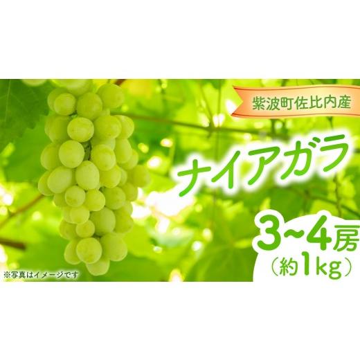 ふるさと納税 果物類 ぶどう 岩手県 紫波町 ぶどう ナイアガラ 1kg (3〜4房) 紫波町佐比内産 ぶどう 葡萄 ブドウ白 ナイアガラ 先行予約 フルーツ 果物 デザー…