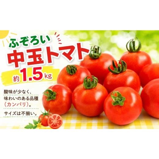 ふるさと納税 トマト 長野県 伊那市 トマト 中玉トマト ふぞろい中玉トマト約1.5kg 七久里農園 | トマト 訳あり 野菜 やさい 新鮮 健康 美容 長野県 伊那市 00…