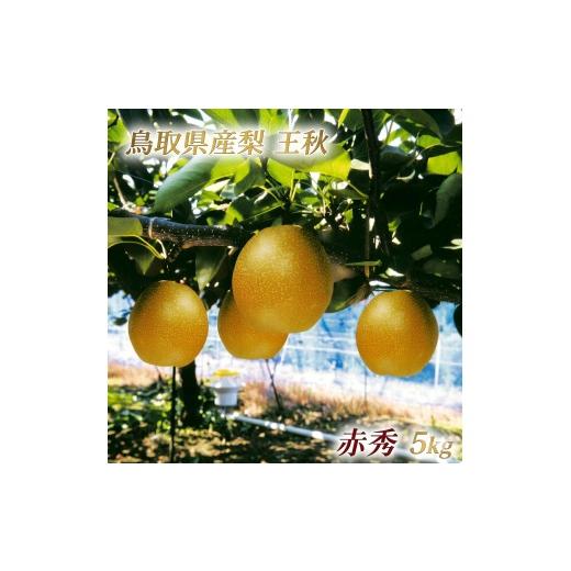 ふるさと納税 梨 鳥取県 米子市 鳥取県産 王秋梨 “赤秀"5kg(6〜8玉入)