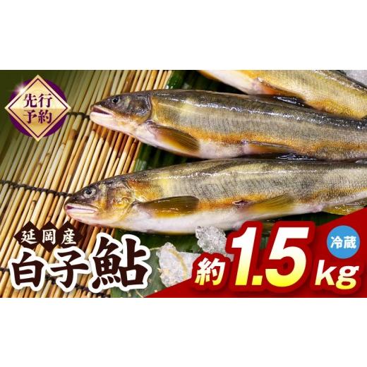 ふるさと納税 川魚 あゆ 宮崎県 延岡市 先行予約 2026年10月下旬より発送開始 冷蔵 白子鮎約1.5kg N070-YA865-1
