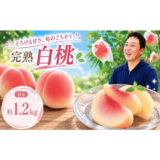 ふるさと納税 もも 岩手県 盛岡市 8月下旬発送 桃 川中島白桃 約1.2kg 先行予約 訳あり 盛岡市産 家庭用 白桃 完熟 もも モモ 果物 くだもの フルーツ 訳アリ…