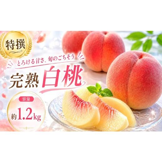ふるさと納税 もも 岩手県 盛岡市 8月下旬発送 桃 川中島白桃 特撰 約1.2kg 先行予約 盛岡市産 白桃 完熟 もも モモ 果物 くだもの フルーツ 旬 産地直送 農…