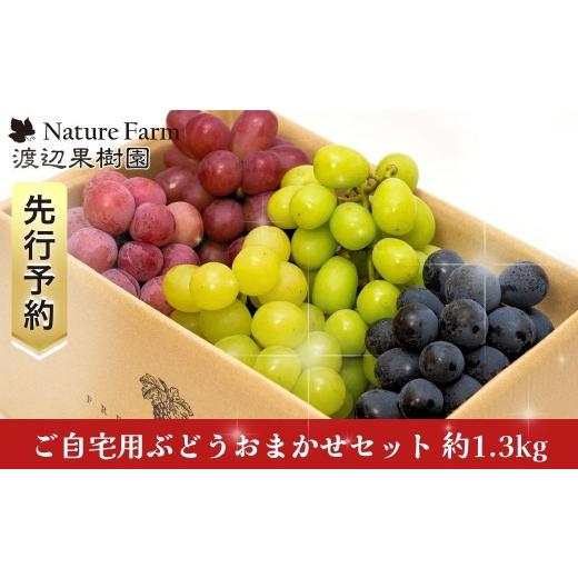 ふるさと納税 ぶどう マスカット 新潟県 三条市 先行予約 ご自宅用ぶどうおまかせセット 約1.3kg 令和8年度 自家用 新潟県 三条市産 シャインマスカット ぶど…