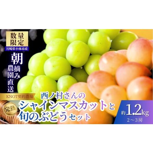 ふるさと納税 ぶどう マスカット 宮崎県 小林市 完熟たわわシャインマスカットと旬ぶどうセット1.2kg(2〜3房)(フルーツ ぶどう シャインマスカット 贈答用 …