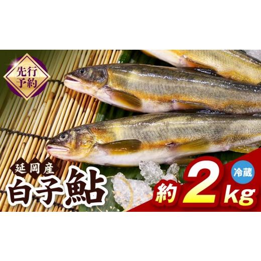 ふるさと納税 川魚 あゆ 宮崎県 延岡市 先行予約 2026年10月下旬より発送開始 冷蔵 白子鮎約2kg N070-YB358-1