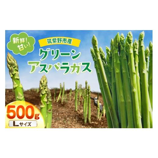 ふるさと納税 野菜類 福岡県 筑紫野市 期間限定発送 アスパラ グリーンアスパラガス L 500g ファームいまむら 福岡県 筑紫野市 21761484 アスパラガス グリー…